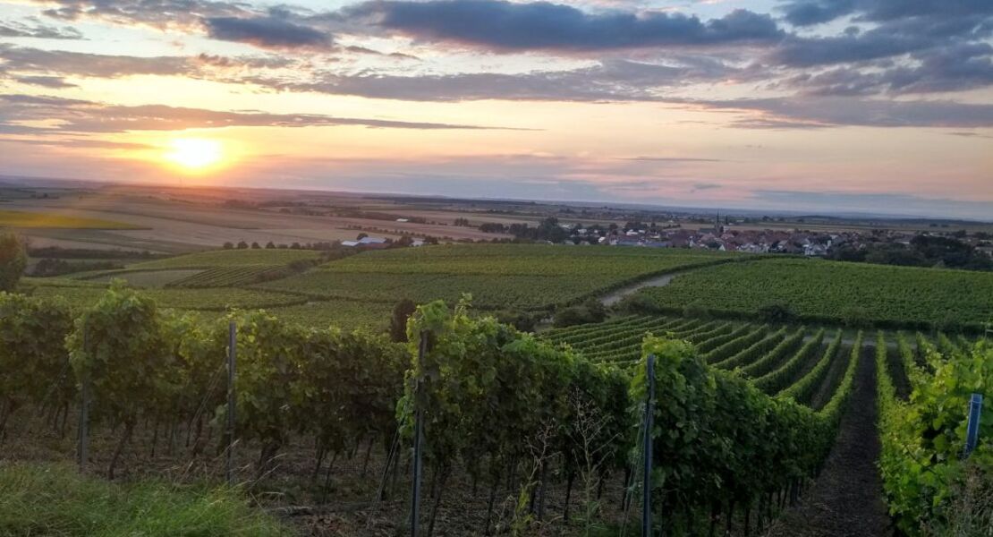 musik-trifft-wein-ein-spaziergang-mit-genuss-und-guter-laune