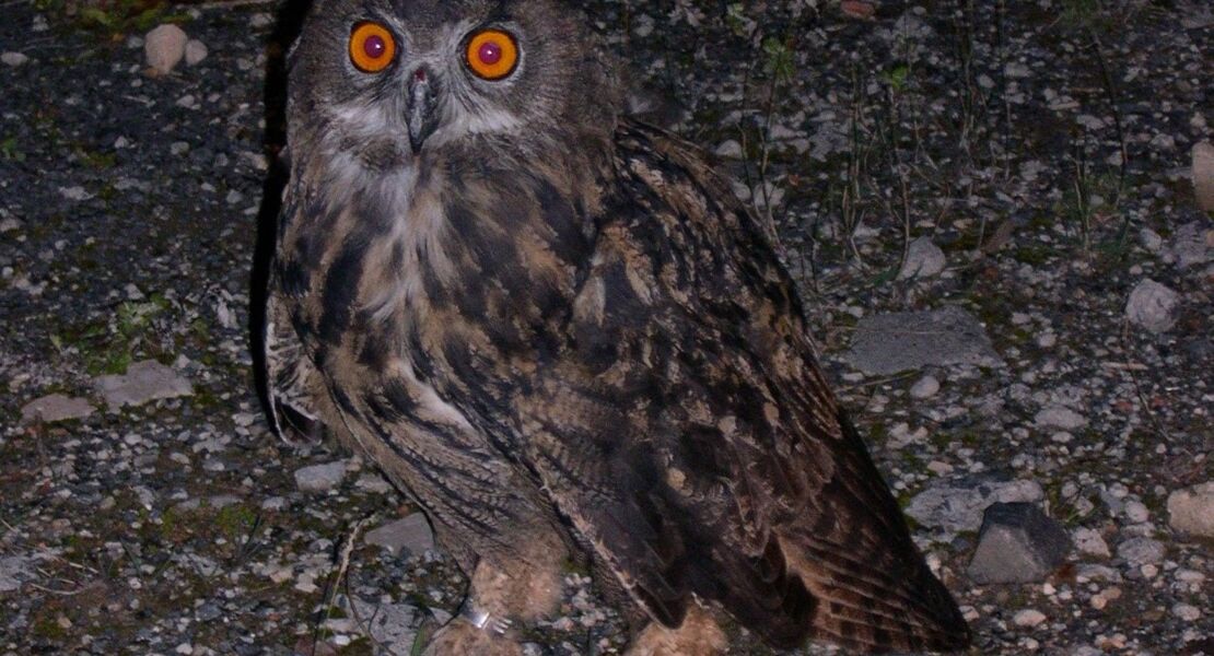 stimmen-der-nacht-komische-kauze-und-bellende-rehe-gefuhrte-wanderung-mit-ranger-daniel-scheffler