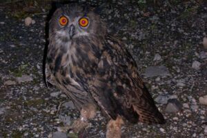 Stimmen der Nacht - komische Käuze und bellende Rehe - Geführte Wanderung mit Ranger Daniel Scheffler
