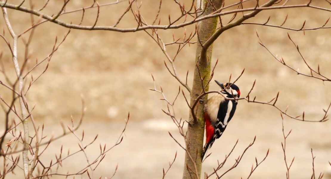 vogelstimmen-spaziergang-im-alten-landesgartenschaupark-zukunftswoche-mainfranken