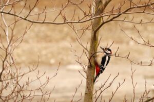 Vogelstimmen-Spaziergang im alten Landesgartenschaupark – Zukunftswoche Mainfranken