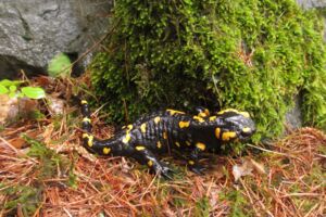 Im Wald der Feuersalamander - Familienführung mit Rangerin Amelie Nöth