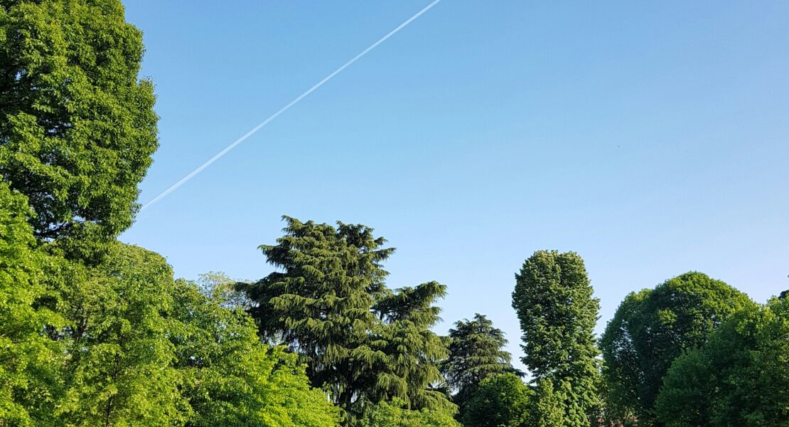 es-weihnachtet-sehr-nadelholzer-und-andere-immergrune-geholze-im-ringpark