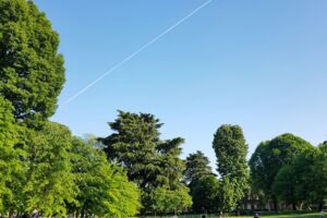 Es weihnachtet sehr: Nadelhölzer und andere immergrüne Gehölze im Ringpark