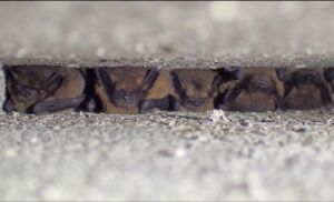 Würzburger Bat Night