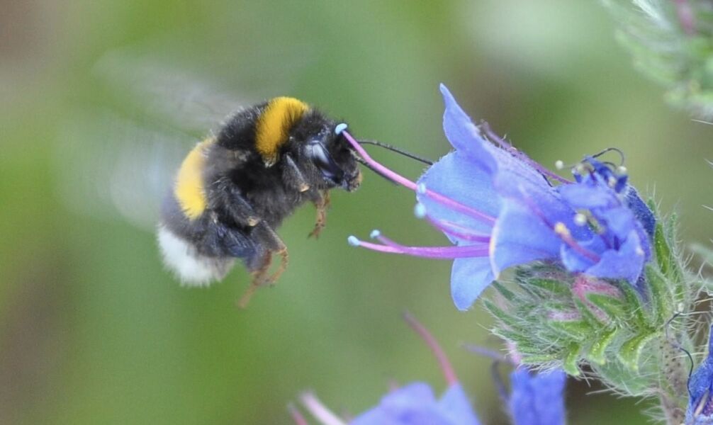 von-brummern-und-bluten-das-bundesweite-hummel-monitoring-in-agrarlandschaften