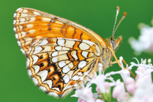 Ausstellungseröffnung