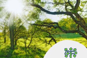 Bärlauch sicher erkennen und genießen - Workshop - Zukunftswoche Mainfranken