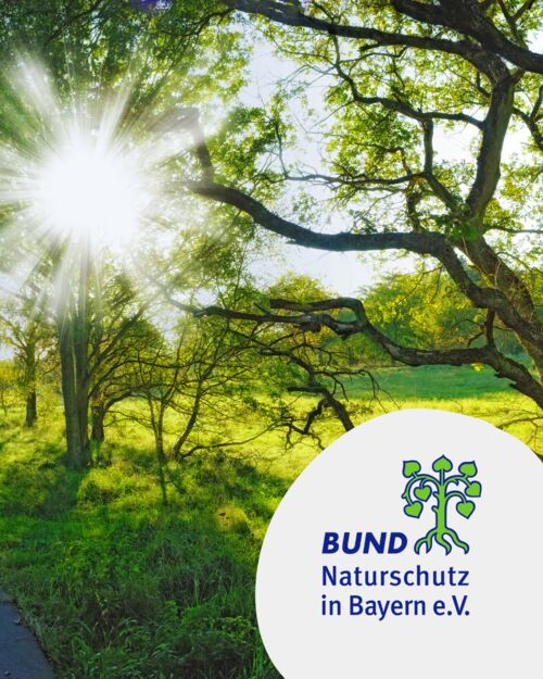 barlauch-sicher-erkennen-und-geniessen-workshop-zukunftswoche-mainfranken