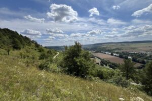 Weiden fürs Klima – Feierabend-Führung am Benediktusberg bei Retzbach