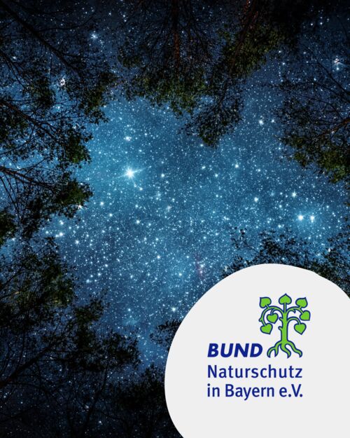 fledermause-fur-familien-mit-kindern-ab-6-jahren-zukunftswoche-mainfranken