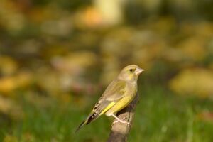 Vogelstimmenwanderung rund um Waldberg - Geführte Wanderung mit Rangerin Martina Faber