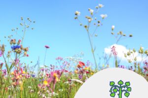 Essbare Blüten – erkennen, sammeln und genießen - Workshop