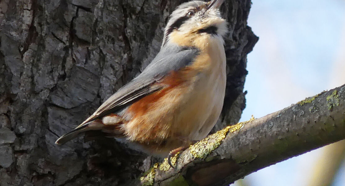 vogelkundlicher-fruhlingsspaziergang-entlang-der-kurnach