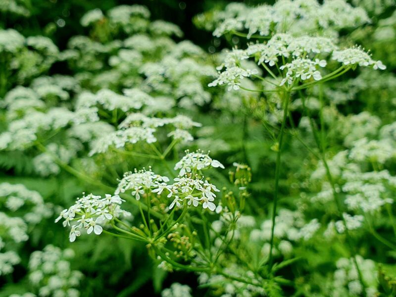 wiesenkerbel-hugelklee-und-winterlinde