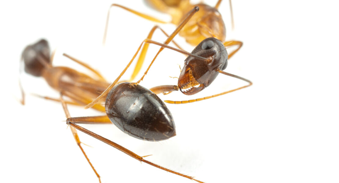 wundbehandlung-im-tierreich-wie-ameisen-und-schimpansen-ihre-wunden-versorgen