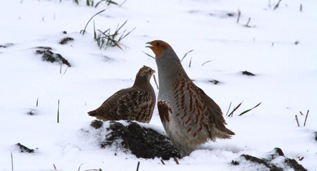 wanderung-zum-vogel-des-jahres-gefuhrte-wanderung-mit-ranger-daniel-scheffler