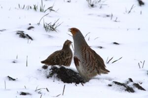 Wanderung zum Vogel des Jahres - Geführte Wanderung mit Ranger Daniel Scheffler