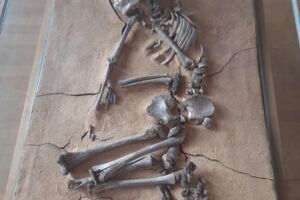 Tauberfränkisches Landschaftsmuseum Tauberbischofsheim öffnet seine Pforten