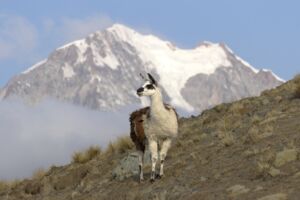 Eine fantastische Wanderreise durch Bolivien