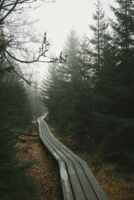 Mystischer Wald am Nikolausberg
