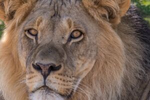 Abenteuer Afrika: Die Durchquerung der Kalahari