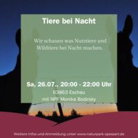 Tiere bei Nacht