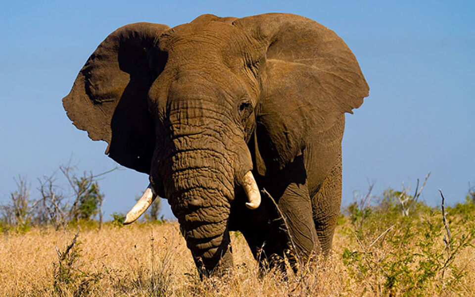 sudafrika-von-kapstadt-zum-krugerpark