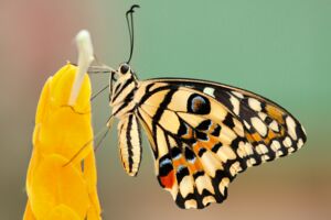 Willkommen im Reich der Schmetterlinge – Ein Garten voller Leben!