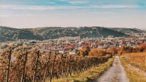 Wein & Kultur