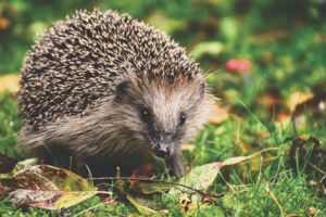 Ausstellung: Der Igel - unser Stachelritter