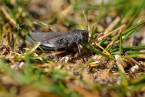 Exkursion Rhöner Insekten AG