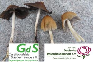 Die faszinierende Welt der Pilze