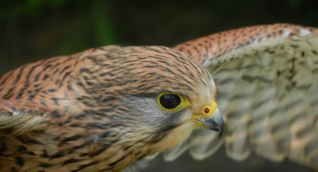 greifvogel-jager-der-lufte