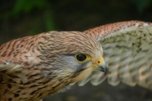 Greifvögel – Jäger der Lüfte