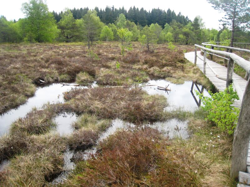 durch-das-schwarze-moor