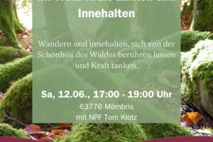 Im Wald Kraft tanken und Innehalten